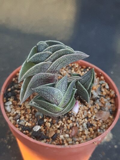 Tradescantia navicularis