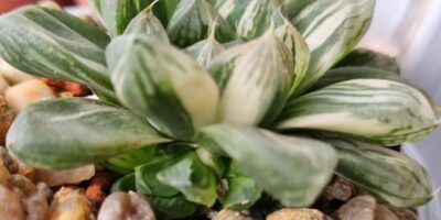 Haworthia "Obtusa" variegata - Зображення 3