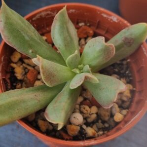 Echeveria "Dark Vader"