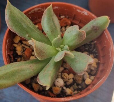 Echeveria "Dark Vader"