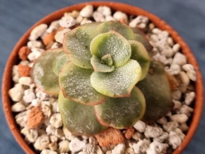 Echeveria "SUYON" Variegata - Зображення 2