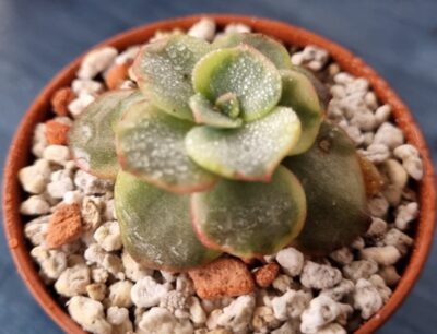 Echeveria "SUYON" Variegata - Зображення 3