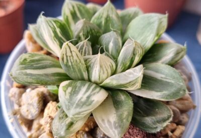 Haworthia "Obtusa" variegata - Зображення 2