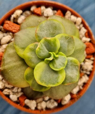 Echeveria "SUYON" Variegata - Зображення 2