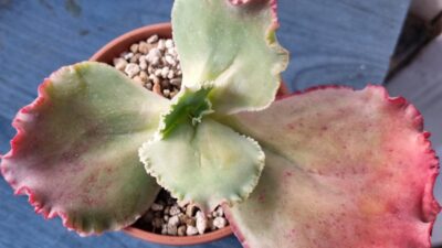 Echeveria "MAUNA LOA" - Зображення 3