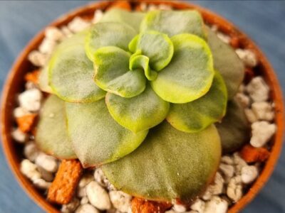 Echeveria "SUYON" Variegata - Зображення 4