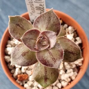 Aeonium "Marnier Lapostolle"(Roskov)