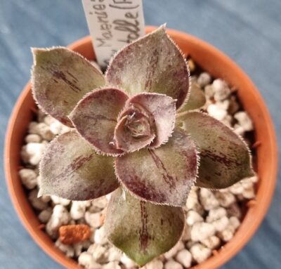 Aeonium "Marnier Lapostolle"(Roskov)