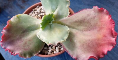 Echeveria "MAUNA LOA" - Зображення 4
