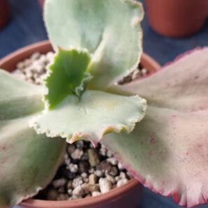 Echeveria "MAUNA LOA"