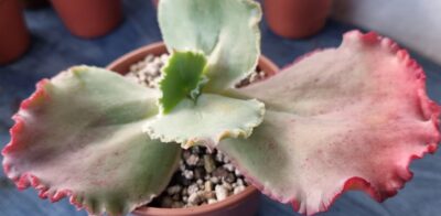 Echeveria "MAUNA LOA"