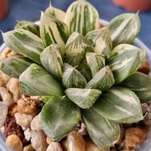 Haworthia "Obtusa" variegata