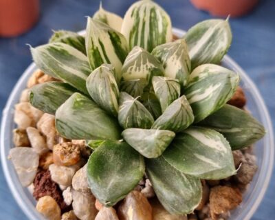 Haworthia "Obtusa" variegata