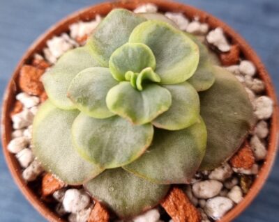 Echeveria "SUYON" Variegata - Зображення 3