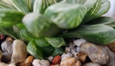 Haworthia "Obtusa" variegata - Зображення 4