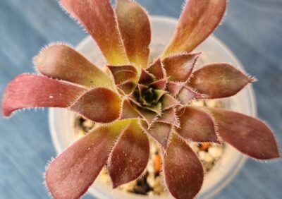 Aeonium 'FIRECRACKER' - Зображення 2