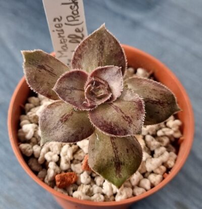 Aeonium "Marnier Lapostolle"(Roskov) - Зображення 2
