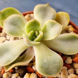 Echeveria "ORION"