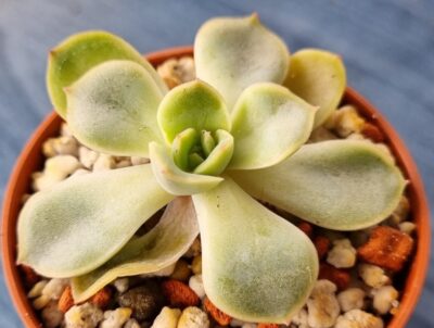 Echeveria "ORION"