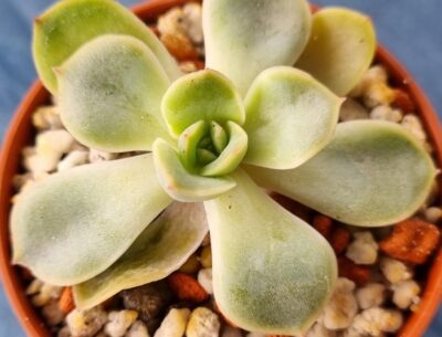 Echeveria "ORION" - Зображення 2