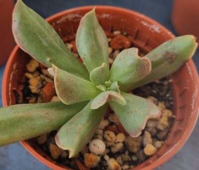 Echeveria "Dark Vader" - Зображення 2