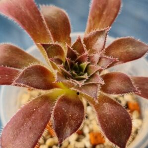 Aeonium 'FIRECRACKER'