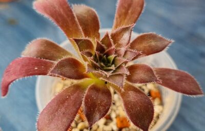 Aeonium 'FIRECRACKER'