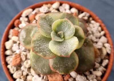 Echeveria "SUYON" Variegata - Зображення 4