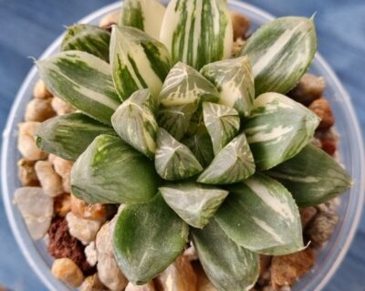 Haworthia "Obtusa" variegata - Зображення 5