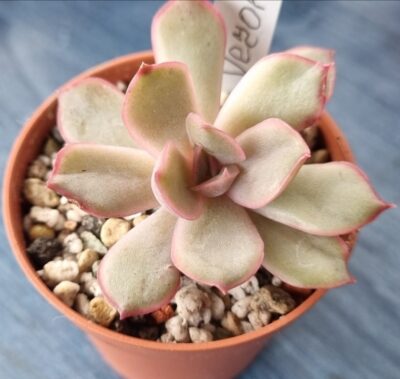 ECHEVERIA "VERONA" - Зображення 2