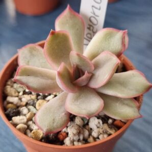 ECHEVERIA "VERONA"
