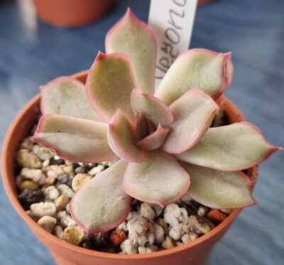 ECHEVERIA "VERONA"