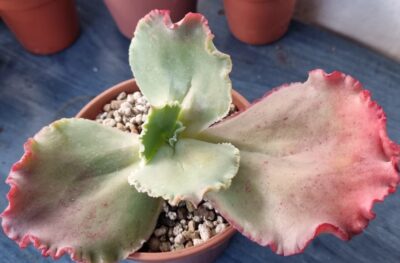 Echeveria "MAUNA LOA" - Зображення 2