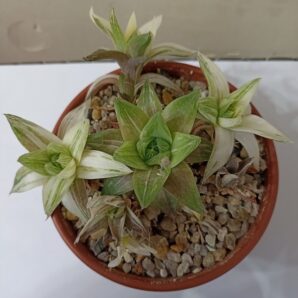 Haworthia cymbiformis variegata
