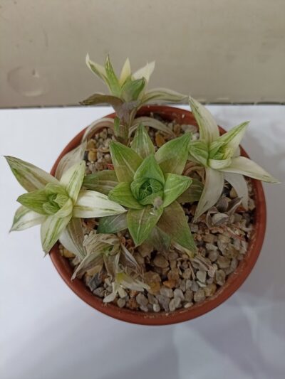 Haworthia cymbiformis variegata