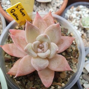 Echeveria Silver Queen
