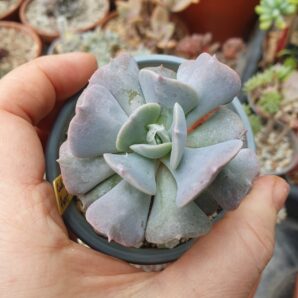 Echeveria Cubic Frost