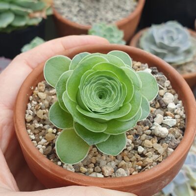 Greenovia aurea