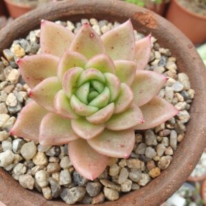 Evheveria agavoides