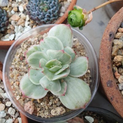 Echeveria Mocha variegata