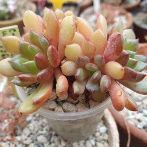 Echeveria setosa var.deminuta cristata