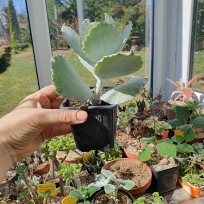 Cotyledon undulata - Зображення 2