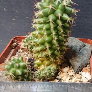 Mammillaria campressa SB 723