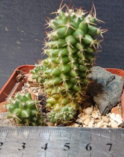 Mammillaria campressa SB 723