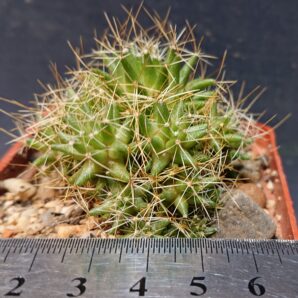 Dolichotele camptotricha