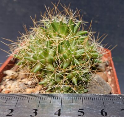 Dolichotele camptotricha