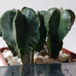 Astrophytum myriostigma He Kiran Nishiki F 1 Японія, Чехія