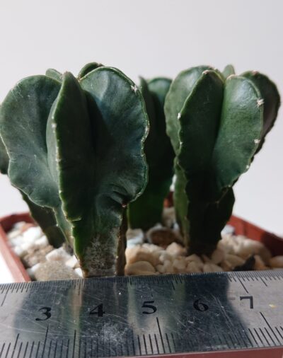 Astrophytum myriostigma He Kiran Nishiki F 1 Японія, Чехія