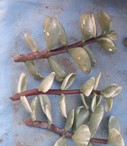 Portulacaria Afra Variegata зріз
