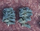 Crassula cv. Spring Time (X nudicaulis) вже вкорінені